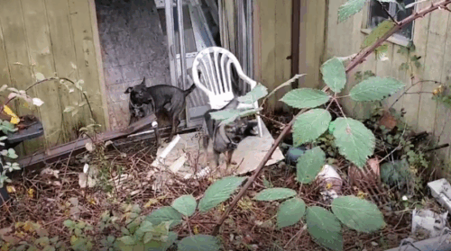 Two dogs stand in an overgrown and cluttered backyard area, surrounded by debris, a plastic chair, and wild vegetation. The scene reflects neglect and lack of containment, illustrating the hazardous conditions reported by neighbors prior to the 2022 dog attack.