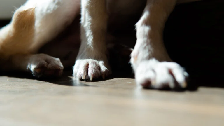 Small dog