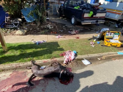 A deceased dog lies on a residential street with visible blood around its body. The surrounding area is cluttered with personal items and debris, including a pickup truck loaded with belongings. The image documents the aftermath of a violent dog attack that led to a landmark legal case.