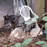 Two dogs stand in an overgrown and cluttered backyard area, surrounded by debris, a plastic chair, and wild vegetation. The scene reflects neglect and lack of containment, illustrating the hazardous conditions reported by neighbors prior to the 2022 dog attack.
