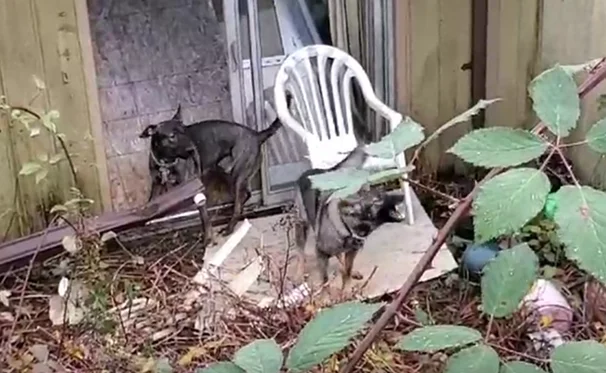Two dogs stand in an overgrown and cluttered backyard area, surrounded by debris, a plastic chair, and wild vegetation. The scene reflects neglect and lack of containment, illustrating the hazardous conditions reported by neighbors prior to the 2022 dog attack.