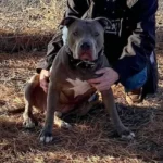 "Gray pit bull with white chest marking sitting beside a person outdoors"