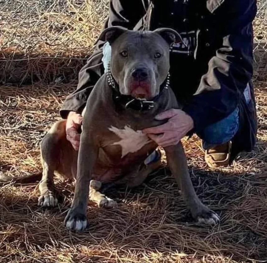 "Gray pit bull with white chest marking sitting beside a person outdoors"
