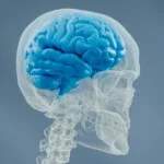 "3D illustration of a human skull with brain highlighted in blue."