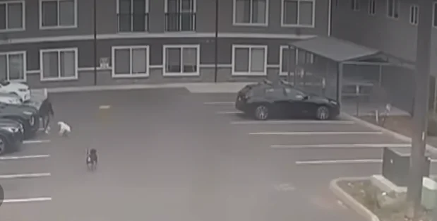 Publicly available surveillance footage showing two dogs approaching a pregnant woman moments before a serious dog attack in Tacoma, Washington.